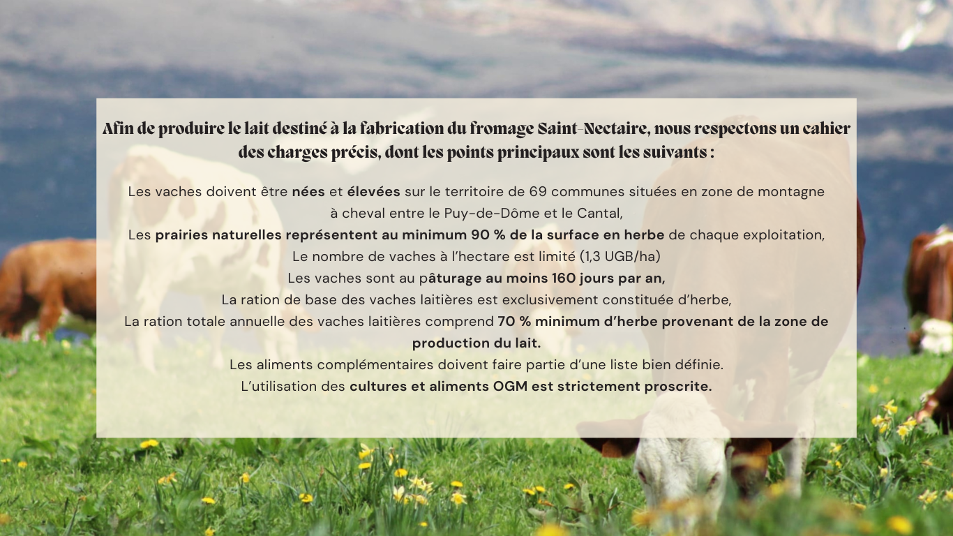 A taille humaine les exploitations qui produisent le lait destine a la fabrication du fromage saint nectaire respectent un cahier des charges pre cis dont les points principaux son